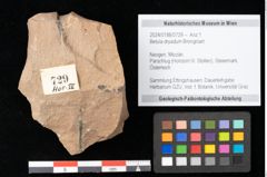 Foto (Objekt + Etikett) von Betula dryadum Brongniart (NHMW-GEO-2024-0188-0729)